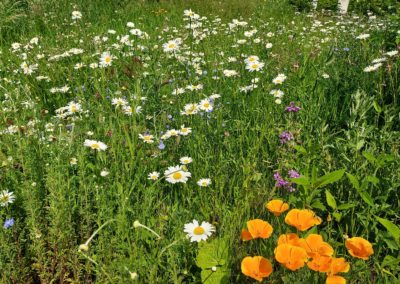 Blumenwiese