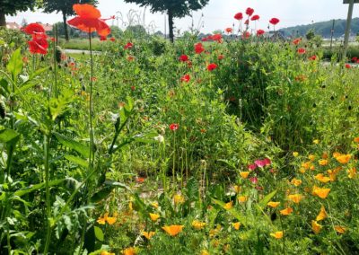 Blumenwiese