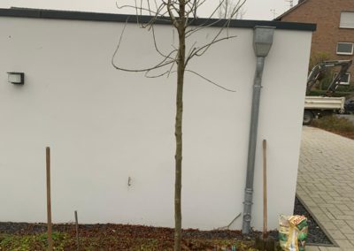 Nachhaltigkeit bei der Baumpflanzung in Kleve
